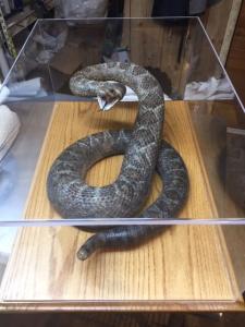 Rattle Snake Case
